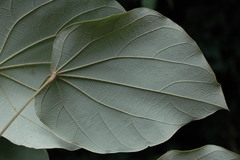 Coscinium fenestratum